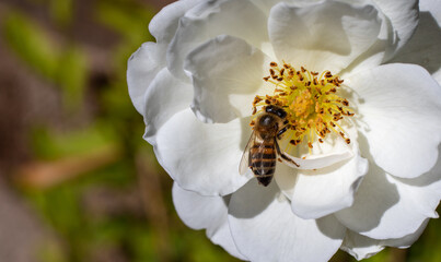 African honey bee pollinating a white rose