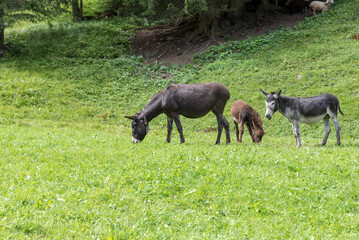 Grazing donkeys Val Venosta, South Tyrol Italy