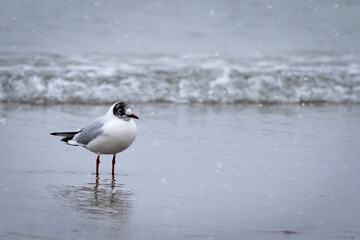 Beautiful photo of a seagull