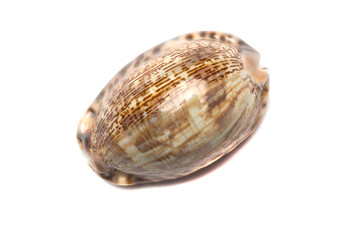 Sea shell isolated on white background, top view