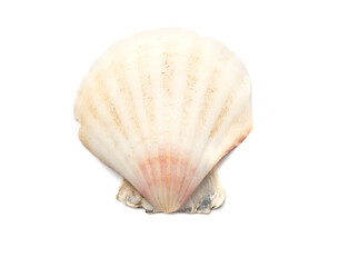 Seashell isolated on white, top view