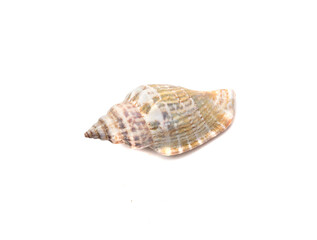 Seashell isolated on white, top view