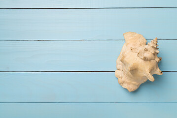 Sea shell on wooden background, top view