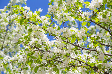 branches of plum blossoms, cherries against the blue sky on a spring day