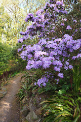 Obraz premium nature landscape featuring path past purple rhododendron flower bush in Germany Europe 