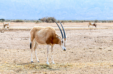 Antelope scimitar horn Oryx (Oryx leucoryx). Due to danger of extinction the species was introduced...