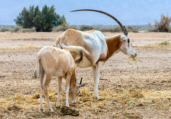 Naklejka na ściany i meble Young and adult antelope scimitar horn Oryx (Oryx leucoryx). Due to danger of extinction the species was introduced from Sahara and adopted in nature reserves of the Middle East