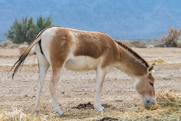 Naklejka na ściany i meble Onager (Equus hemionus) is semi-domesticated donkey, it inhabits nature reserve parks in desert and arid areas of the Middle East