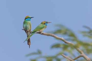 A Pair of Arabian Green Bee-Eaters