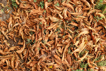 Autumn brown chestnut leaves texture background, top view. Copy space