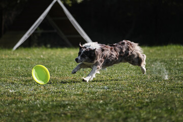 Dog frisbee. Competitions of dexterous dogs. Border collie of merle color runs quickly through...