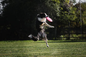 Dog frisbee. Competitions of dexterous dogs. Border collie black tricolor jumps and catches a flying saucer in flight with his mouth. The pet grabs the disk with its teeth.