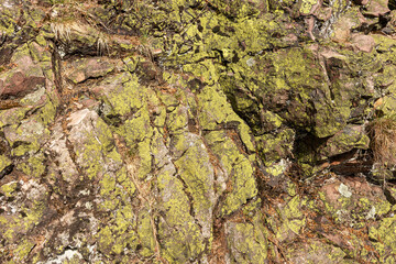 Green lichen and moss on the rock