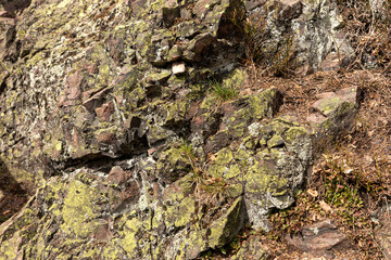 Green lichen and moss on the rock