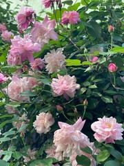 Various plants found on the street of Nezu Tokyo Japan, spring year 2022, April