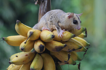 A young mosaic sugar glider eating a ripe banana on a tree. This mammal has the scientific name...