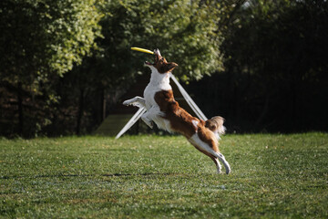 Dog frisbee. Competitions of dexterous dogs. A border collie of red sable color jumps and catches a...