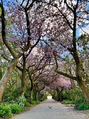 Squirrel crossing path under cherry trees 