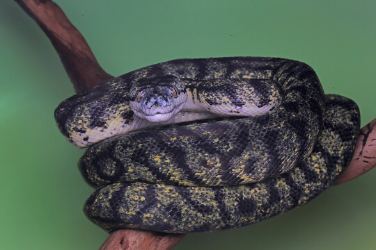 A carpet python snake is wrapping its body on a log.