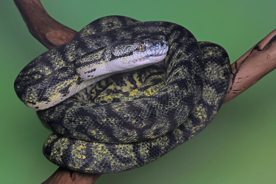 A carpet python snake is wrapping its body on a log.