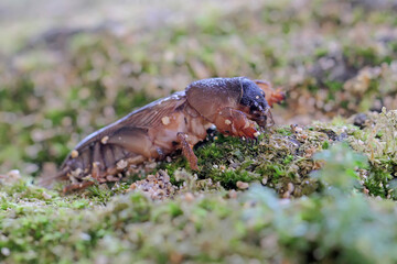 Naklejka na ściany i meble A mole cricket is digging a moss-covered ground. This insect has the scientific name Gryllotalpa gryllotalpa. 