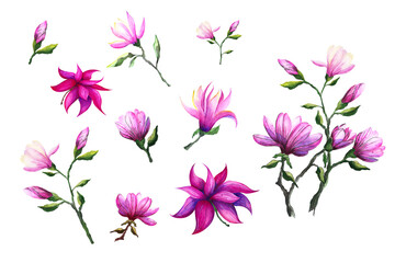 Watercolor collection, illustration of magnolia serenium and pink twigs