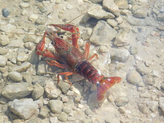 cangrejo de río