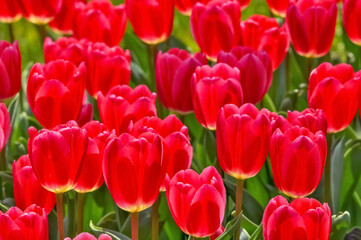 美しいチューリップの花