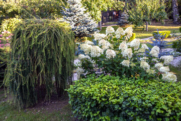 Fragment of the park with blooming hydrangea. Landscaping, perennial flowering plants.