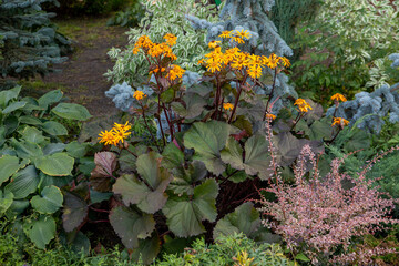 Lush Ligularia dentata in the design of the park. Landscaping, perennials.