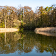 wild pond in spring