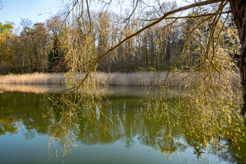 wild pond in spring
