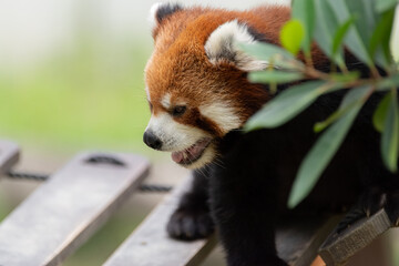 レッサーパンダ