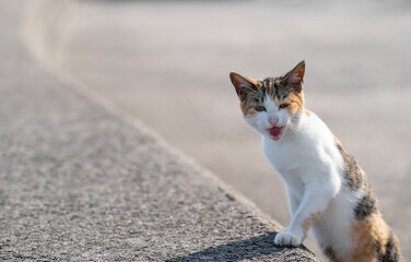 鳴いてアピールする猫