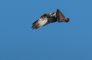 獲物を探すミサゴ