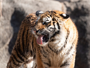 Naklejka premium 変顔のアムールトラ