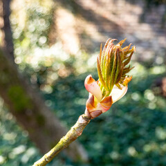 buds and flowers in spring
