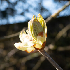 buds and flowers in spring
