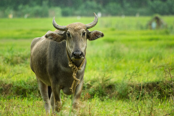 Domesticated water buffalo in fields