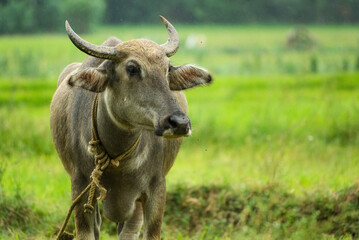 Domesticated water buffalo in fields