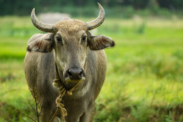 Domesticated water buffalo in fields