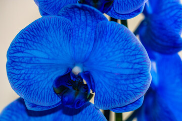 Beautiful and blue delicate orchid flowers Phalaenopsis isolated, detail and close up photo.
