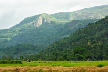 Hilly Sri Lankan landscape with rice fields