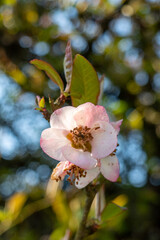 buds and flowers in spring