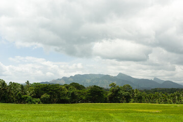 Naklejka premium Rice fields in Sri Lankan hill country