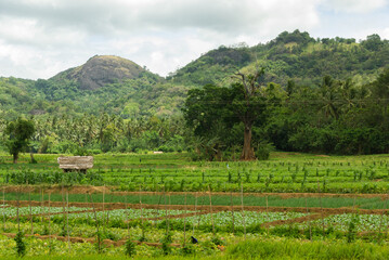 Vegetable fields in Sri Lankan hill country
