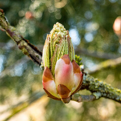 buds and flowers in spring