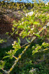 buds and flowers in spring