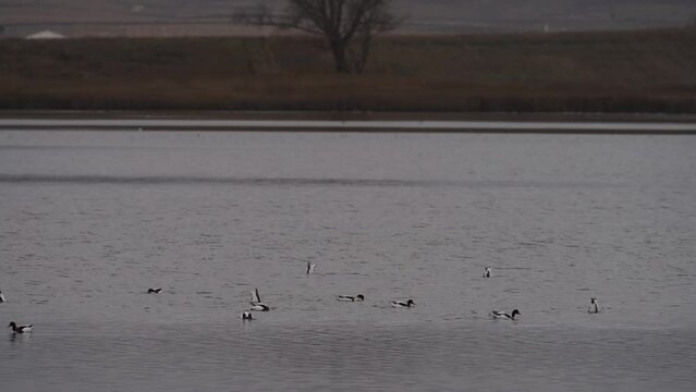 Ducks looking for food in super slow motion