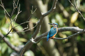 kingfisher in  a forest